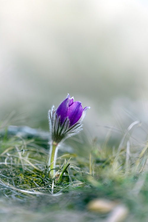 Prvá predzesť jari