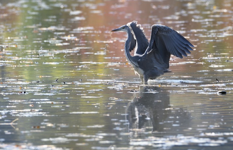 Ardea cinerea