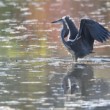 Ardea cinerea