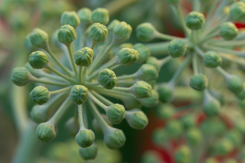 Brečtan (Hedera helix)