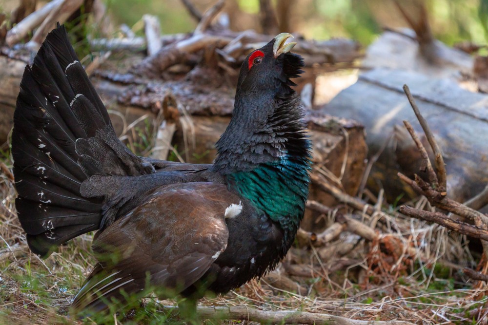 hlucháň hôrny (Tetrao urogallus)