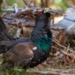 hlucháň hôrny (Tetrao urogallus)