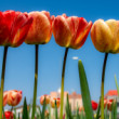 Tulipánová