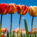 Tulipánová