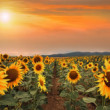Slnečnice