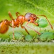 mravec s voškou