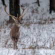 Jeleň lesný