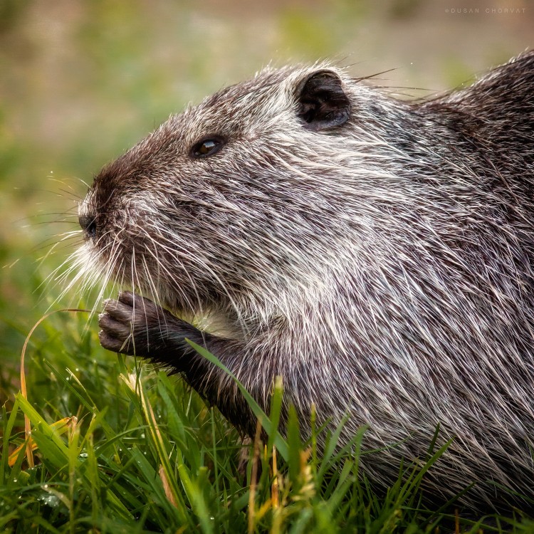 Mladá nutria (Myocastor coypus)