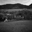 orava