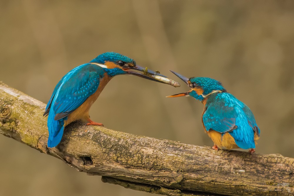 Ledňáček říční (Alcedo atthis)