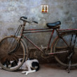 Ospalý cyklista