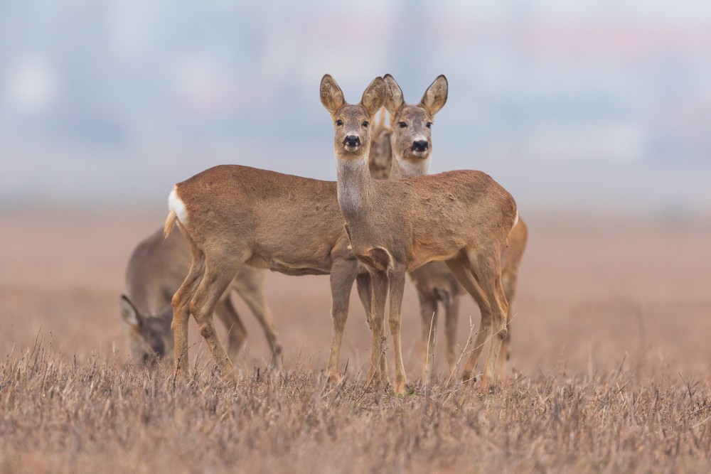 Srnec lesný (Capreolus capreolus)