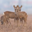 Srnec lesný (Capreolus capreolus)