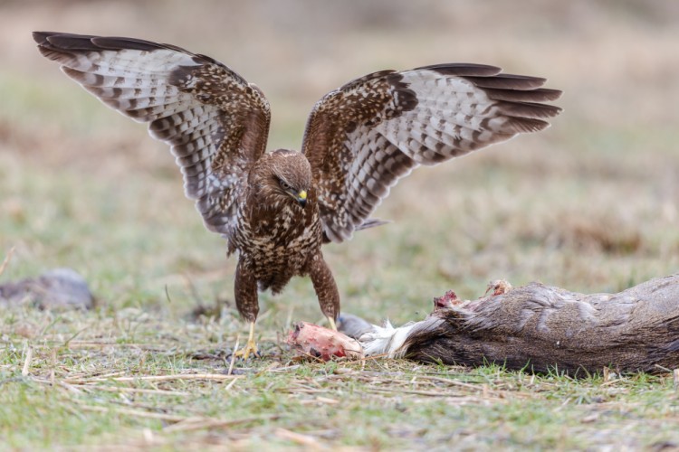 myšiak hôrny (Buteo buteo)