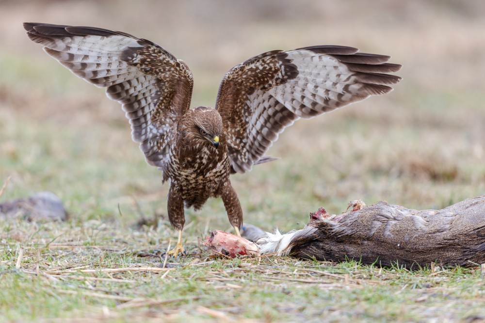 myšiak hôrny (Buteo buteo)