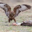 myšiak hôrny (Buteo buteo)