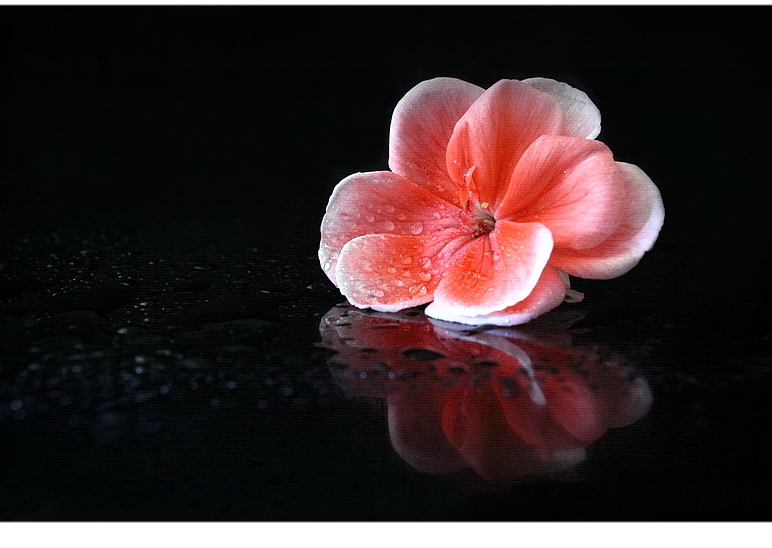 muškátový kvietok