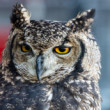 sovička