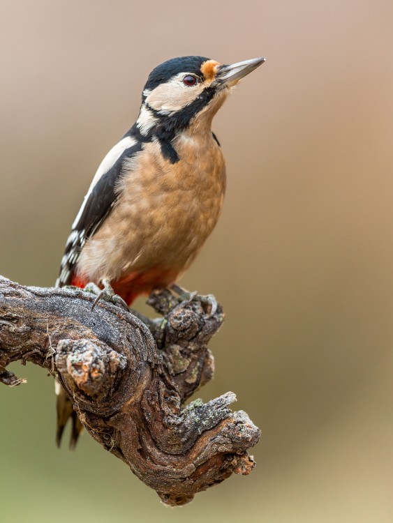 Ďateľ veľký (Dendrocopos major)