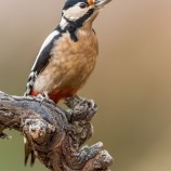 Ďateľ veľký (Dendrocopos major)