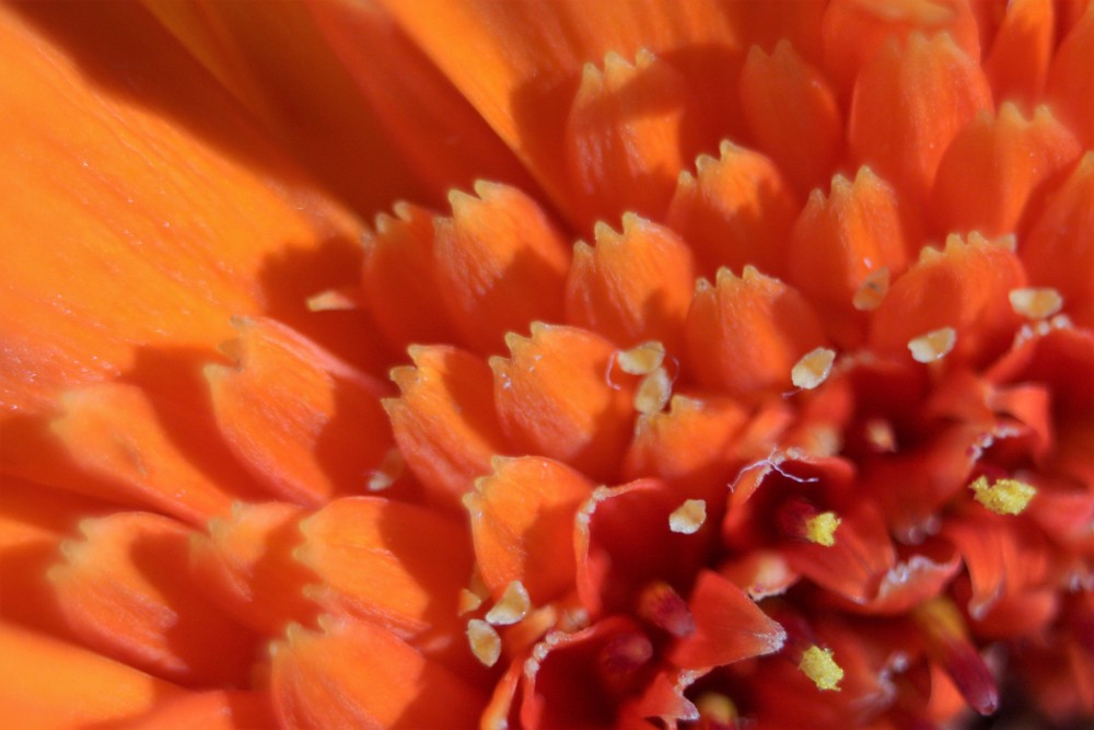 Kvetinkovo orange II