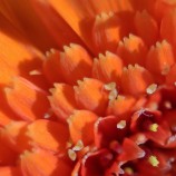 Kvetinkovo orange II