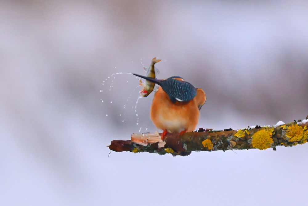 Rybárik riečny z úlovkom.