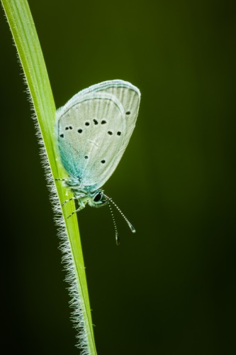 motyl