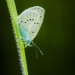 motyl