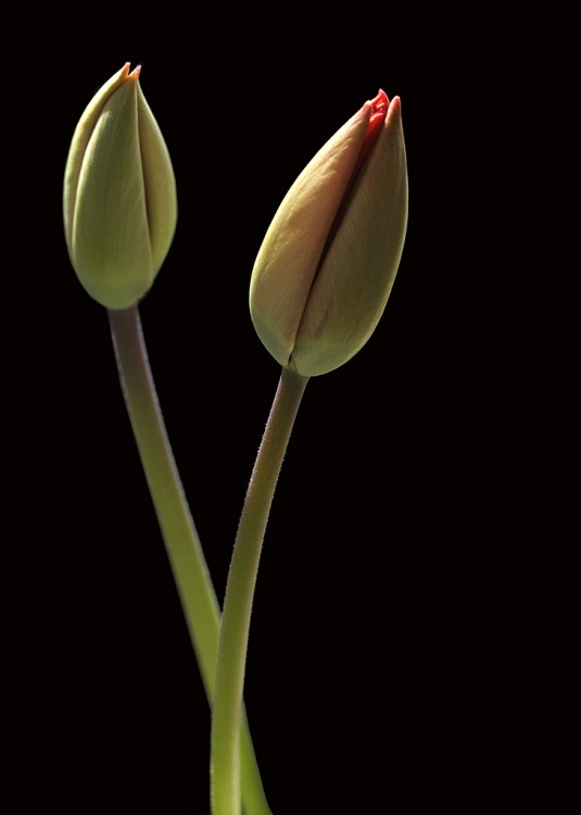 Tulipane