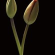 Tulipane