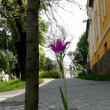Krása osamelosti