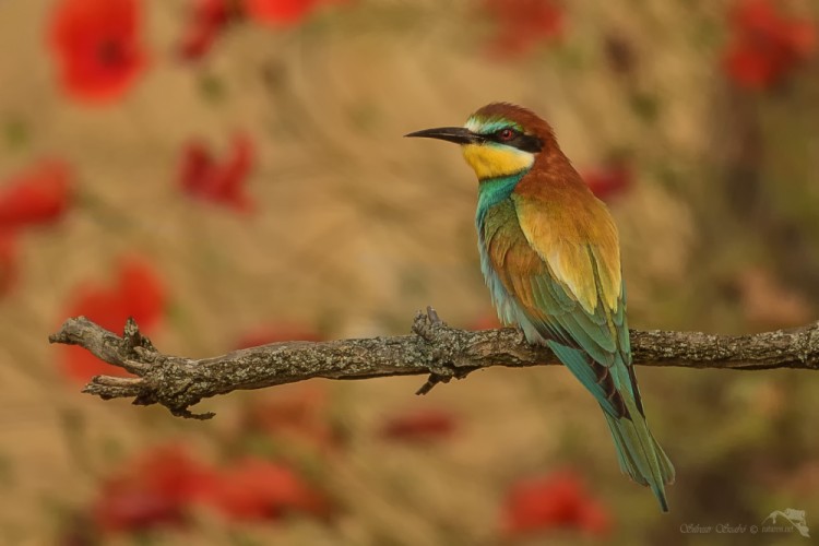 Vlha pestrá (Merops apiaster)