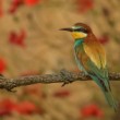 Vlha pestrá (Merops apiaster)