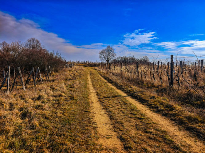 Pezinský vinohrad