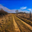Pezinský vinohrad