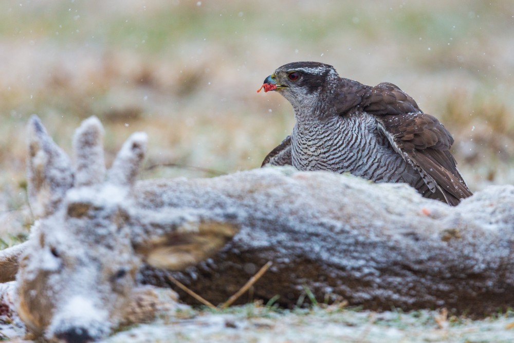 jastrab veľký (Accipiter gentilis)