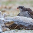 jastrab veľký (Accipiter gentilis)