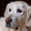 Bonnie