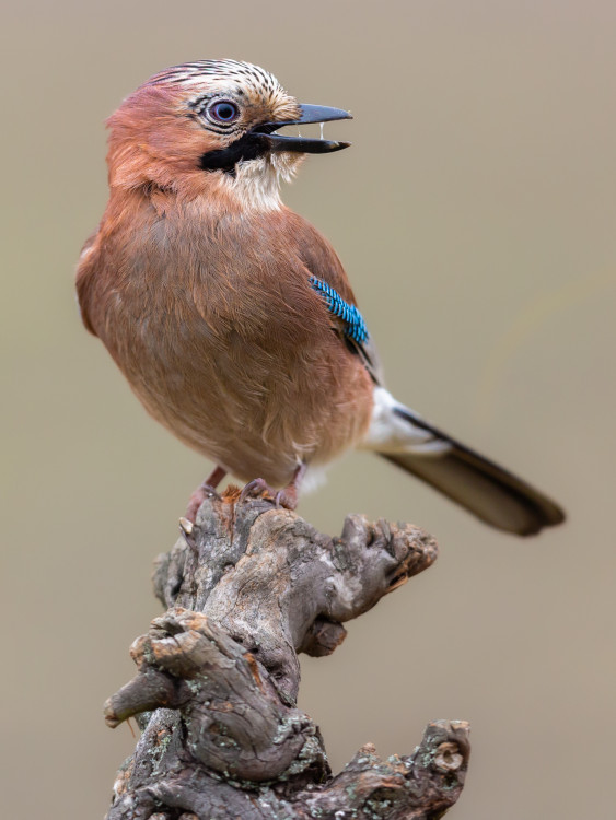 sojka škriekavá, The Eurasian jay (Garrulus glandarius)