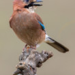 sojka škriekavá, The Eurasian jay (Garrulus glandarius)