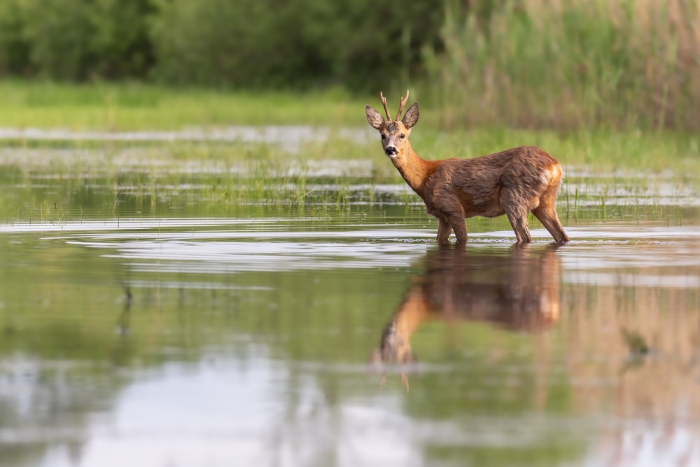 Srnec lesný (Capreolus capreolus)