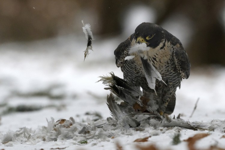 Falco peregrinus