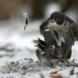 Falco peregrinus