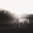 Cowboy