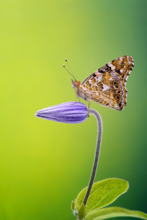 Painted lady