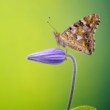 Painted lady