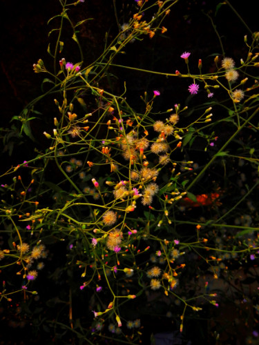 Tiny blooms by oviul maruf