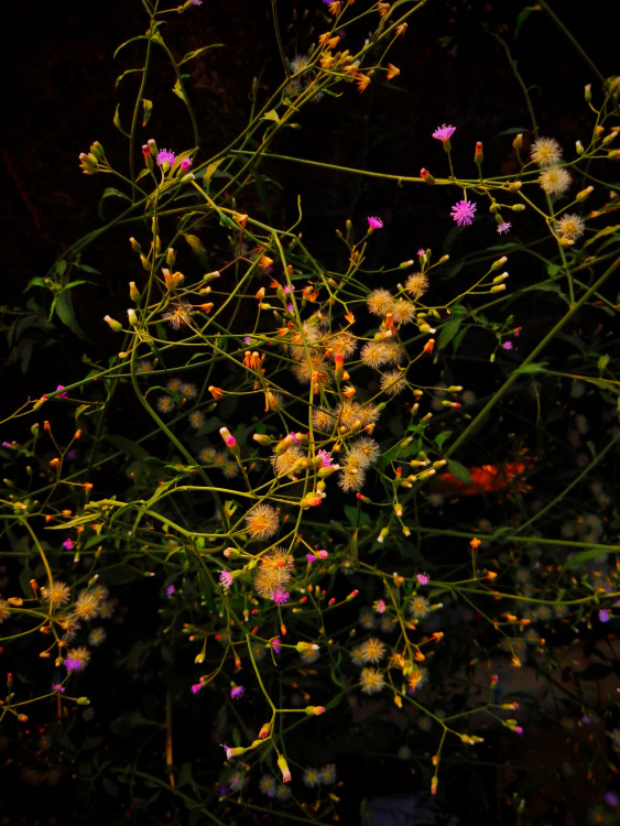 Tiny blooms by oviul maruf