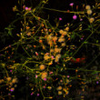 Tiny blooms by oviul maruf